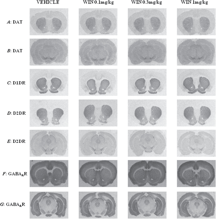 Autoradiographic localization of (A) dopamine transporter (DAT) in striatum/nucleus accumbens (NAc) and (B) substantia nigra (SN)/ventral tegmental area (VTA); (C) D1 dopamine receptor (D1DR) in striatum/NAc; (D) D2 dopamine receptor (D2DR) in striatum/NAc and (E) SN/VTA; (F) GABAA receptors in striatum/NAc; and (G) SN/VTA of different doses of WIN55,212-2.