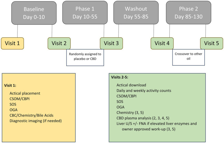 Overview of study timeline including data obtained at each visit, outcome measures, and any treatments administered at each phase.