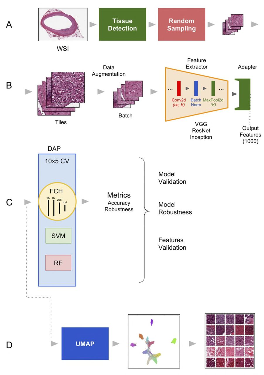 The DAPPER environment.Components: A) The WSI preprocessing pipeline; B) the deep learning backbone, to extract deep features; C) the Data Analysis Plan (DAP) for the machine learning models; and D) the UMAP module and other modules for unsupervised analysis.