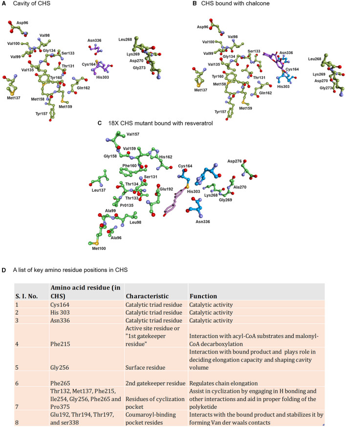 Displaying the active site lining residues of (A) prototype chalcone synthase (B) CHS (docked with chalcone) and (C) 18X mutant of CHS (docked with resveratrol). The key amino residues of CHS are shown in the table along with the models (D).