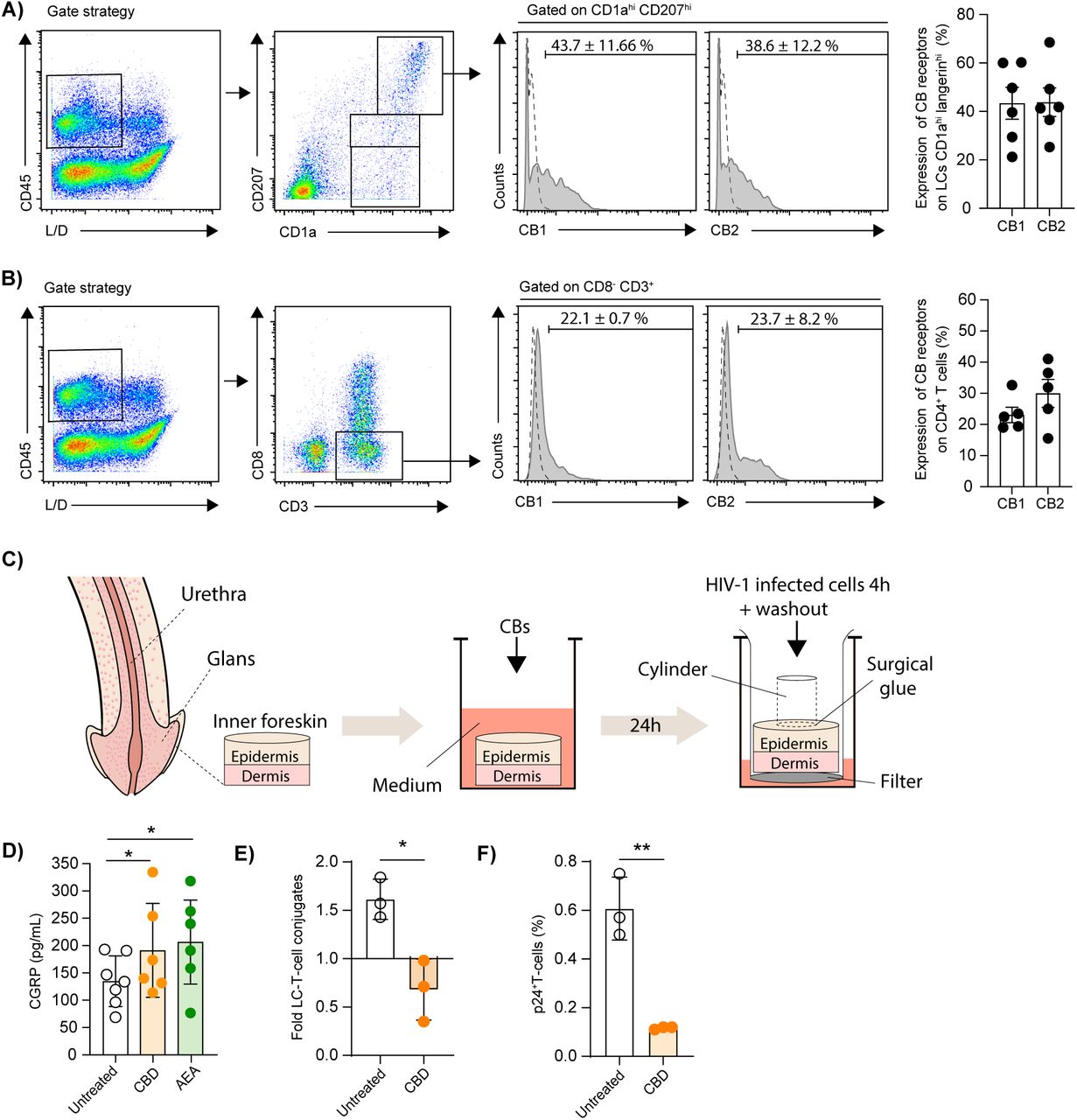 CBD induces CGRP secretion and inhibits HIV-1 R5 mediated LC-T-cells conjugates formation and CD4+ T-cells infection, in inner foreskin tissue explants ex-vivo.(A, B) Inner foreskin epidermal cell suspensions were labeled with Viobility Fixable Dye to distinguish Live/Dead (L/D) cells, stained for surface expression of CD45, CD1a/CD207 (langerin) or CD3/CD8, CB1 and CB2, and examined by flow cytometry. Shown are representative dot plots of viable CD45+ cells subsequently separated into CD1ahiCD207hi LCs and CD1alowCD207low/neg EpiDCs (A) or CD3+CD8- T-cells (B). Also shown are representative flow cytometry overlay histograms of CB1 and CB2 surface expression in CD1ahiCD207hi LCs (A) and CD3+CD8- T-cells (B). Numbers and graph show mean±SD percentages of CB1+ or CB2+ cells. (C) Schematic representation of the different experimental steps, showing treatment with CBs followed by polarized HIV-1 infection of inner foreskin tissue explants. (D-F) Inner foreskin tissue explants were submerged in culture media, and either left untreated or treated with CBD or AEA (10-5M). In (D), media were collected 24h later and the levels of secreted CGRP were determined using an EIA. Shown are mean±SD pg/ml secreted levels of CGRP. In (E, F), untreated or CBD-treated inner foreskin tissue explants were next washed, transferred to two-chamber Transwell inserts, inoculated in a polarized manner with either non-infected or HIV-1-infected cells, and 4h later the cell-associated HIV-1 inoculum was washed out. In (E), explants were immediately digested with dispase and trypsin to obtain epidermal cell suspensions. After gating out cell debris and FSChighestSSChighest keratinocytes, cells were further gated on viable CD45+CD3+CD8− T-cells, and the percentages of FSChi conjugates with CD1ahilangerinhi LCs were determined by flow cytometry. Shown are mean±SD folds increase in conjugate formation, calculated as [(% conjugates following inoculation with HIV-1-infected PBMCs) / (% conjugates following inoculation with non-infected PBMCs). In (F), explants were further incubated for 3 additional days submerged in fresh culture media, before digestion with dispase and collagenase/DNase to obtain dermal cell suspensions. Cells were gated on viable FSClowSSClow lymphocytes, and the percentages of CD3+CD8-p24+ cells were determined by flow cytometry. Shown are mean±SD percentages of HIV-1-infected T-cells, calculated as [(%CD3+CD8-p24+ cells following inoculation with HIV-1-infected PBMCs) - (%CD3+CD8-p24+ cells following inoculation with non-infected PBMCs)]. In all graphs, dots denote different experiments using tissues from different human donors; *p<0.05, **p<0.005 and ***p<0.0005, Student’s t-test.