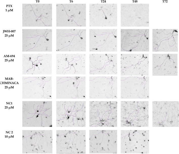 Neurons’ morphological features and neurite outgrowth measurements with ImageJ. On each row, the time-dependent effects of each compound administered in monotherapy are presented, scale bars 200 µm.