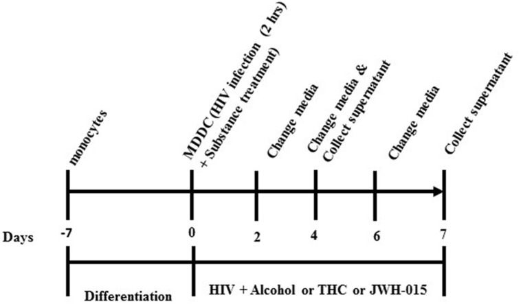 Experimental design. Monocytes were allowed to differentiate into MDDC. MDDC were infected with HIV-1 for 2 h followed by treatment with alcohol (0.1 and 0.2%), THC (5 and 10 μM) or JWH-015 (5 and 10 μM). After HIV infection and treatments, MDDC were kept in culture for up to 7 days. Half of media was replenished every 48 h.
