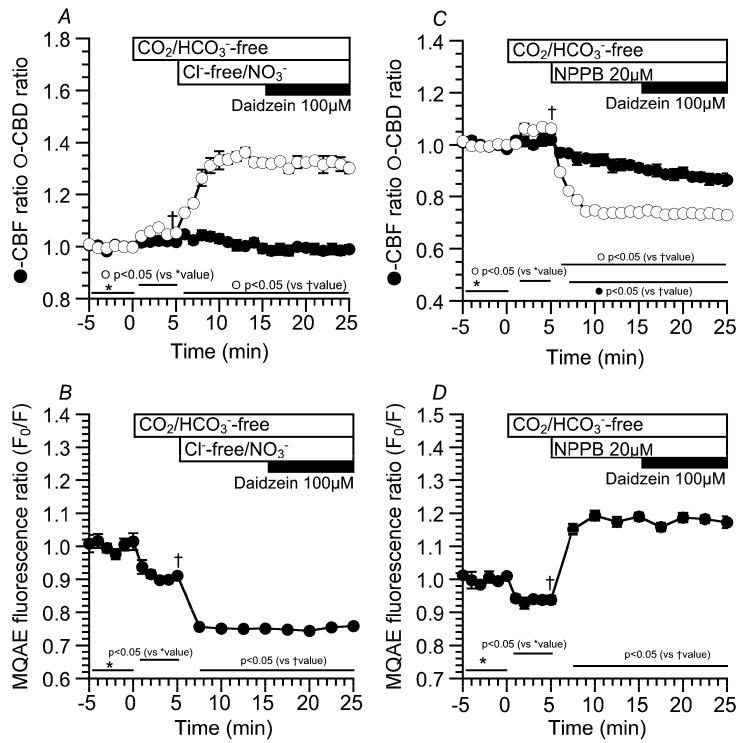 Effects of a low [Cl−]i or a high [Cl−]i on CBD and CBF in cHNECs. Experiments were carried out in the CO2/HCO3−-free control solution. To decrease the [Cl−]i of cHNECs, a CO2/HCO3−-free Cl−-free NO3− solution was used (A,B). In contrast, to increase [Cl−]i, NPPB was used (C,D). (A) The values of the CBD and CBF ratios just before the switch to the Cl−-free NO3− solution were 1.05 ± 0.01 (n = 5) and 1.02 ± 0.01 (n = 8), respectively. The switch to the Cl−-free NO3− solution immediately increased CBD, but not CBF. The values of CBD and CBF 10 min after the switch were 1.32 ± 0.01 (n = 5) and 0.99 ± 0.02 (n = 8), respectively. Further stimulation with 100 μM of daidzein did not change the CBD or CBF. (B) Decreases in the MQAE fluorescence ratio (F0/F) induced by the Cl−-free NO3− solution. Switch to the CO2/HCO3−-free control solution decreased F0/F (F0/F five min after the switch = 0.91 ± 0.01, n = 7). Subsequent switch to the Cl−-free NO3− solution decreased F0/F. The value of F0/F in the Cl−-free NO3− solution 10 min after the switch was 0.75 ± 0.01 (n = 7). Further stimulation with 100 μM of daidzein did not change F0/F. (C) Decreases in CBD and CBF induced by NPPB. The values of CBD and CBF just before the addition of NPPB were 1.06 ± 0.01 (n = 5) and 1.02 ± 0.02 (n = 5), respectively. The addition of 20 μM of NPPB immediately decreased CBD and gradually decreased CBF. The values of CBD and CBF 10 min after NPPB addition were 0.74 ± 0.01 (n = 5) and 0.94 ± 0.02 (n = 5), respectively. The CBF decreased by NPPB alone reached a plateau within 20 min (CBF 20 min after NPPB addition = 0.88 ± 0.02 (n = 6, data not shown)). Further stimulation with 100 μM of daidzein did not affect CBD, but gradually decreased CBF. The values of CBD and CBF 10 min after daidzein stimulation were 0.73 ± 0.01 (n = 5) and 0.87 ± 0.02 (n = 5), respectively. (D) Increases in the MQAE fluorescence ratio (F0/F) induced by NPPB. The value of F0/F in the CO2/HCO3−-free control solution five min after the switch was 0.93 ± 0.01 (n = 7). The addition of 20 µM of NPPB increased F0/F (F0/F 10 min after NPPB addition = 1.19 ± 0.01, n = 7). Further stimulation with 100 μM of daidzein did not change F0/F (F0/F 10 min after daidzein stimulation = 1.17 ± 0.02, n =7).