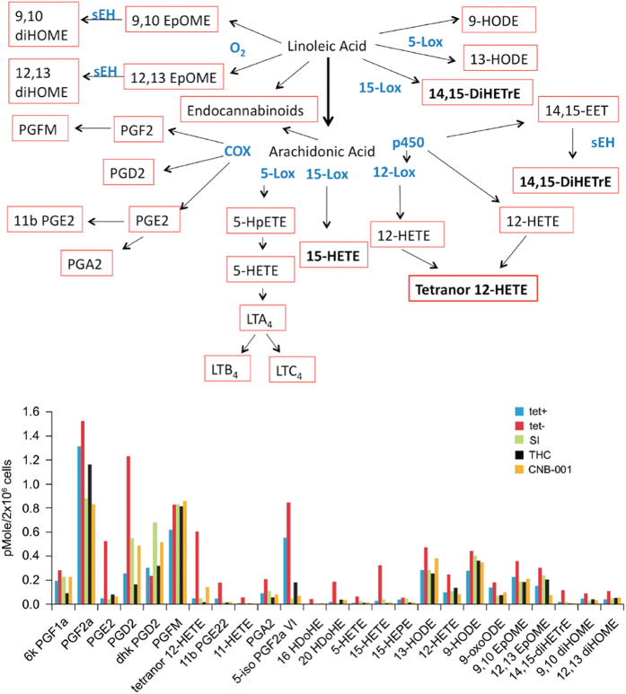 Schematic representation and GC/MS/MS analysis of the induction of eicosanoid synthesis following Aβ expression in MC65 cells. Cells were induced to make Aβ (−tet) or not (+tet) for 48 h and the culture supernatant assayed for eicosanoids. Of the 164 eicosanoids assayed, these were the only ones detected. In the same experiment, induced cells were treated with 1 μmol/l THC, 10 μmol/l Calbiochem secretase inhibitor Ten (SI), or 500 nmol/l CNB-001. These data are from a single experiment, and similar results were obtained in three independent experiments. Although the absolute amounts of individual eicosanoids in the culture supernatants were somewhat variable, the relative effects of SI, THC and CNB-001 were the same. Aβ, beta amyloid.