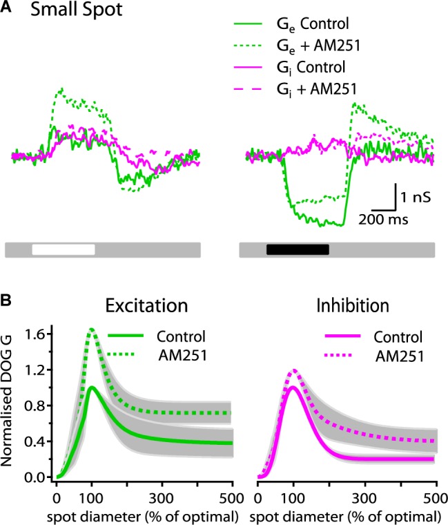 AM251 increases the strength of synaptic conductances in ON-S RGCs. (A) Representative ON-S cell showing the excitatory (Gexc) and inhibitory (Ginh) conductance in response to small (266 μm) bright and dark stimuli. Addition of AM251 (5 μM) increased both the Gexc (75%) and the Ginh (14%) response to the bright stimulus. AM251 decreased the reduction in tonic excitation at the onset of a dark spot and increased the change in Gexc at the offset of a dark spot. (B) Receptive field profiles of Gexc and Ginh represented by the mean DoG curve fits for all cells. AM251 (5 μM) increased the peak response of Gexc by 69 ± 21% (p < 0.05, n = 4) and reduced surround inhibition by 4% (SI: 61 ± 16 to 57 ± 12%, n = 4). Addition of AM251 (5 μM) increased the peak Ginh response by 18 ± 21% (p < 0.05, n = 4) and the surround inhibition by 14% (SI: 80 ± 5 to 66 ± 13%, n = 4).