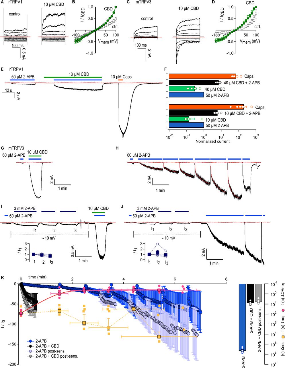CBD sensitizes rTRPV1 channels weakly and mTRPV3 channels strongly to activation by 2-APB. (A)Representative whole-cell current families obtained from rTRPV1 expressing cells in control or in the presence of 10 µM CBD. Currents were elicited by voltage steps from -100 to +100 mV. The red dotted line denotes the zero-current level. (B) Steady-state current-voltage relations obtained from data as in (A) and normalized to the steady-state current magnitude at + 100 mV in CBD. Data is shown as mean ± SEM (n = 6). (C) Representative whole-cell current families from mTRPV3 expressing cells obtained as in (A). (D) Steady-state mTRPV3 channel current-voltage relations obtained from data as in (C) (mean ± SEM, n = 7). (E) Representative whole-cell recording at -80 mV obtained from a rTRPV1-expressing cell. (F) Group data from experiments as in (E) obtained using 10 or 40 µM CBD and normalized to the current magnitude measured at steady state during the first stimulation with 50 µM 2-APB. Data are shown as mean ± SEM (10 µM CBD, n = 6; 40 µM CBD, n = 5) or as individual cells (empty circles). (G) Representative whole-cell gap-free recording at -60 mV obtained from a cell expressing mTRPV3 channels stimulated with 2-APB and CBD. The first exposure to 2-APB alone (10 s duration) was used for normalization. (H) Representative experiment showing repeated stimulation with 2-APB. The first exposure to 2-APB (10 s duration) was used for normalization. Red curves are fits to a double-exponential function of time, with time-constants shown on (K) in magenta and yellow as mean ± SEM (filled symbols) or individual fit values (open symbols). (I, J) Representative experiments for sensitized responses to (I) 2-APB and CBD or (J) 2-APB alone measured after three exposures to 3 mM 2-APB applied at -10 mV to preserve patch integrity (dotted black lines). The first exposure to 2-APB (10 s duration) was used for normalization. The insert shows current amplitudes at each stimulation with 3 mM 2-APB (filled squares, mean ± SEM; empty circles, data from individual cells, n = 5). (K) Mean time-courses for mTRPV3 channel activation by 60 µM 2- APB in the absence (blue symbols) or presence of 10 µM CBD (black symbols), measured in experiments as in (G) and (H), as well as sensitized responses to 2-APB (light blue symbols) or 2- APB + CBD (grey symbols) measured as in (I) and (J). The time-course for the sensitized response to 2-APB alone does not start at t = 0 to account for the sensitizing exposures to 3 mM 2-APB. Data are shown as mean ± SEM (n = 5 for each condition). Data were fit to a mono-exponential function of time, with time constants shown as mean ± SEM (bars) or individual data points. The magenta curve is a fit to a mono-exponential function. Figure 4 – source data 1. Excel file with group data from electrophysiological recordings shown in Figure 4B and D. Figure 4 – source data 2. Excel file with group data from electrophysiological recordings shown in Figure 4F. Figure 4 – source data 3. Excel file with group data from electrophysiological recordings show in Figure 4I-K.