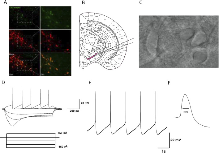 Identification of dopaminergic neurons in the SNc of mice. (A) Green fluorescence represents the expression of CB2R-positive cells (top line). Red fluorescence represents the expression of TH-immunostaining neurons (middle line). Pictures in the bottom line indicated the co-localization of CB2R and TH positive cells. (B) The substantia nigra is located at the ventral midbrain. (C) IR-DIC video microscope of SNc neurons in the midbrain slice. (D) Electrophysiological characteristics of substantia nigra dopaminergic neurons. Current clamp recordings showed spontaneous low-frequency pacemaker activity and inward rectification property by injection of −150 pA hyperpolarized current. (E) In Gap free mode, SNc dopaminergic neurons exhibit slow and regular spontaneous firing activity. (F) The duration of the action potential (AP) is relatively long, with a half width of about 3 ms.