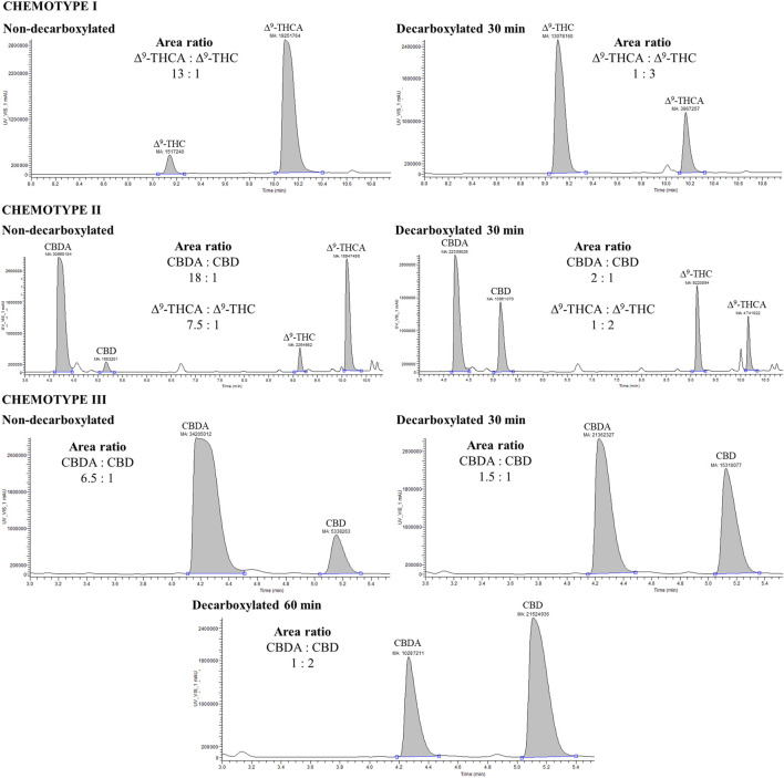 UHPLC-UV chromatograms of cannabinoid analysis of three different cannabis chemotypes (I, II, III) before and after decarboxylation. The comparison of the area ratios is only relative because of the saturated signal of highly concentrated analytes.