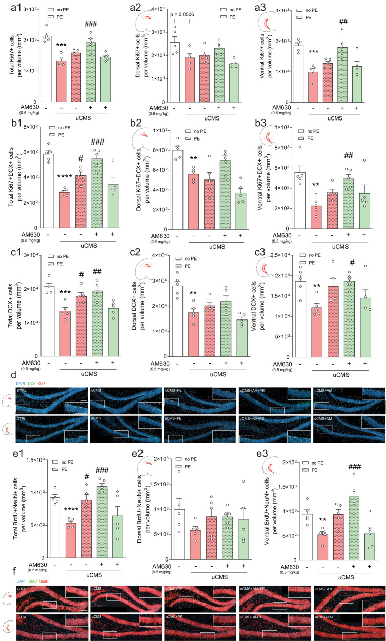 CB2R inhibition in combination with PE ameliorates chronic stress-induced negative impacts in AHN.a Chronic stress decreases the total number of proliferating (Ki67+) cells, particularly evident in the vHip, and AM630 treatment in combination with PE significantly rescues this deficit. Cell counts of Ki67+ cells per total (a1), dorsal (a2), and ventral (a3) estimated volumes are depicted. b Chronic stress decreases the number of proliferating neuroblasts (Ki67+DCX+), and AM630 treatment in combination with PE counteracts the stress-induced detrimental effect. Cell counts of Ki67+DCX+ cells per total (b1), dorsal (b2), and ventral (b3) estimated volumes are depicted. c The pool of immature neurons (DCX+) is diminished by uCMS, an effect countered by PE alone or in combination with AM630 treatment in combination and particularly evident in the vHip. Cell counts of DCX+ cells per total (c1), dorsal (c2), and ventral (c3) estimated volumes are depicted. d Representative images of coronal sections of dHip and vHip of all tested conditions, depicting cells stained for DCX (green), Ki67 (red) and DAPI (blue) with magnified boxed areas showing the detailed expression of individual markers in each condition; scale bars = 50 µm. e Chronic stress significantly impairs the survival of newborn neurons (BrdU+NeuN+), an effect prevented by AM630 treatment in combination with PE, particularly evident in the vHip. Cell counts of BrdU+NeuN+ cells per total (e1), dorsal (e2), and ventral (e3) estimated volumes are depicted. f Representative images of coronal sections of dHip and vHip of all tested conditions, depicting cells stained for BrdU (green), NeuN (red), and DAPI (blue) with magnified boxed areas showing the detailed expression of individual markers in each condition; scale bars = 50 µm. Data presented as mean ± SEM and circles represent individual data points (animals) [Student’s t test: ****p < 0.0001, ***p < 0.001, **p < 0.01 vs CTRL; Two-way ANOVA: ###p < 0.001, ##p < 0.01, #p < 0.05 vs uCMS; further statistical details in Table S4]. uCMS unpredictable chronic mild stress, AM630 CB2R inverse agonist, PE physical exercise.