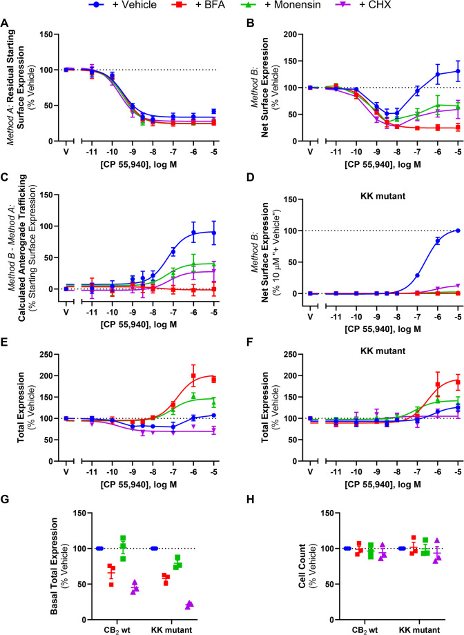 CB2 wt and KK mutant trafficking in response to CP 55,940 in the presence of various trafficking-related inhibitors. HEK cells stably expressing CB2 wt (A, B, C, E) or KK mutant (D & F) were treated with a CP 55,940 dilution series for 3 hours, in the absence or presence of trafficking or protein synthesis inhibitors, and were labelled to measure (A) residual starting surface expression (Method A), (B, D) net surface expression (Method B), or (E, F) total receptor expression. (C) Calculated CB2 wt anterograde trafficking (Method B – Method A). (G) Basal total expression, and (H) average cell count from ‘G’. Data are presented as mean ± SEM from three independent experiments