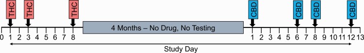 Study timeline. THC=Δ9-tetrahydrocannabinol (THC) assessment, during which rats were assessed in the 30-minute startle paradigm 30 minutes following subcutaneous administration of vehicle or 1 or 3 mg/kg THC; CBD=cannabidiol (CBD) assessment, during which rats were assessed in the same 30-minute startle paradigm 30 minutes following intraperitoneal administration of vehicle or 1, 10, or 30 mg/kg CBD. No injections or startle assessments were administered on days other than those indicated by arrows.
