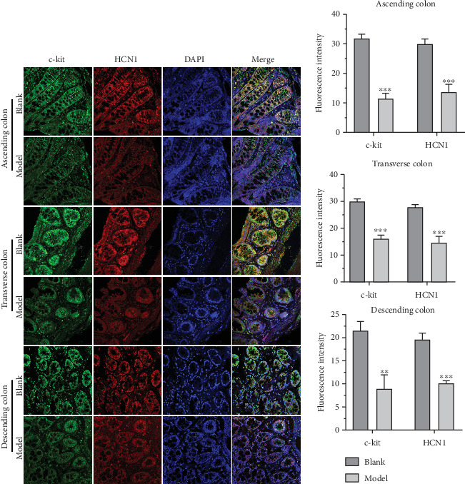 HCN1 and c-kit in the blank and model groups were detected by IFA. (a) The expression levels of HCN1 and c-kit in the colon of the blank group and model group were detected by IFA. (b) Histogram of fluorescence intensity of HCN1 and c-kit. ⁣∗∗p < 0.01, ⁣∗∗∗p < 0.001 vs. blank.