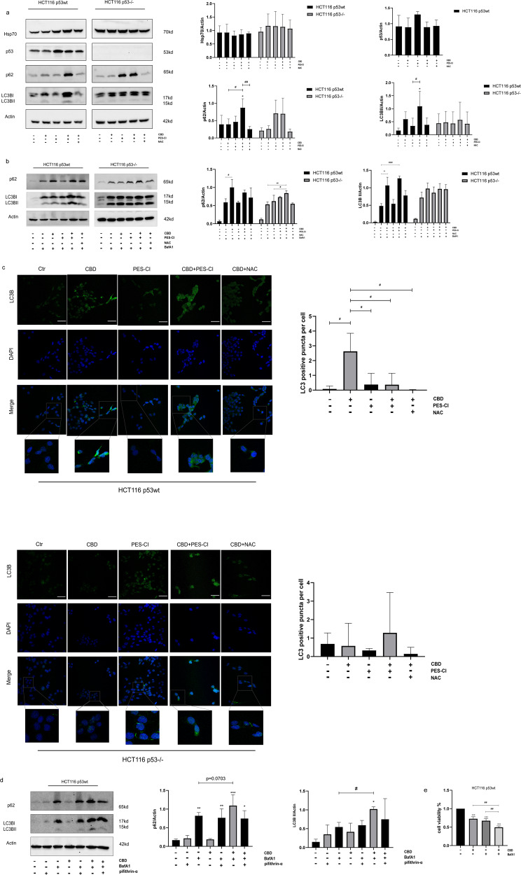 Protective autophagy induced by elevated ROS levels after CBD treatment in HCT116 p53wt cells.a Immunoblot of cytosolic Hsp70, p62 and LC3BII expression levels in HCT116 p53wt and HCT116 p53−/− cells after CBD treatment (15 µΜ) and a co-treatment with the Hsp70 inhibitor PES-CI (IC50 value correspondingly) and/or the ROS scavenger NAC (2.5 mM). Adjacent bar charts show the quantification of Hsp70, p62 and LC3BII expression upon a combined treatment with the different reagents in HCT116 p53wt and p53−/− cells. b Representative immunoblot showing the expression of intracellular p62 and LC3B 24 h after co-incubation with BafA1 (50 nM), a quantification of the p62 and LC3BII expression level are shown in the adjacent bar chart. c Quantification of LC3B vesicles using confocal fluorescence microscopy. (Left) Exemplary confocal images of LC3B (green) expressing HCT116 p53wt and HCT116 p53−/− cells. Nuclei, DAPI (blue). Scale bar: 100 µm. (Right) Quantification of the LC3B vesicles per cell of HCT116 cells. Statistical differences of each group were evaluated by compared to the other group (#p ≤ 0.05, ##p ≤ 0.01 and ###p ≤ 0.001). One-way ANOVA was used. Results are shown as mean ± SEM (HCT116 p53wt n = 20–85, HCT116 p53−/− n = 9–80). d The amount of p62 and LC3B expression in CBD-treated HCT116 p53wt cells with or without p53 inhibitor pifithrin-α (20 uM) and BarfA1. The relative expression levels of p62 and LC3B are shown in the adjacent bar graph. e CBD-induced cytoprotective autophagy is associated with a reduced cell viability following co-treatment with BafA1, as determined with the CCK-8 viability assay in HCT116 p53wt cells. Statistical differences of each group were evaluated by comparing the control (*p ≤ 0.05, **p ≤ 0.01 and ***p ≤ 0.001) or to the other group (#p ≤ 0.05, ##p ≤ 0.01 and ###p ≤ 0.001). One-way ANOVA was used. All data are expressed as the mean ± SD of at least three biological replicates.