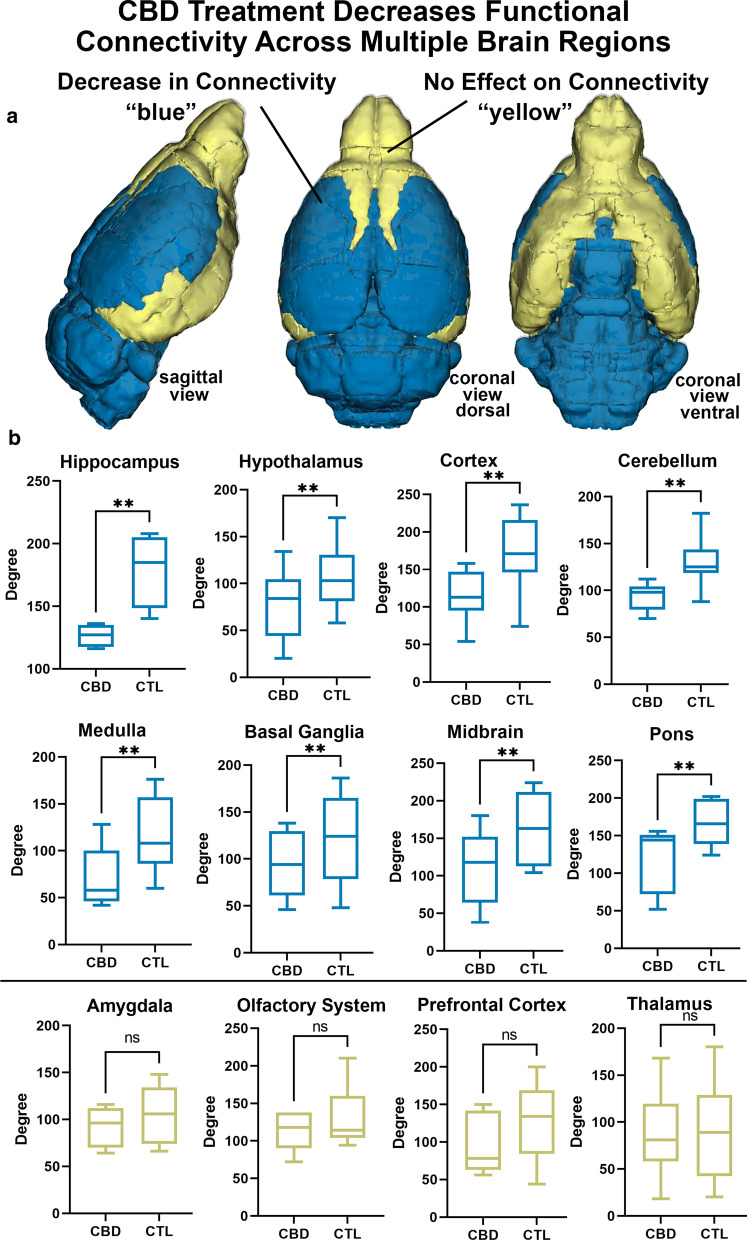 Regional Changes in Connectivity. Shown are 3D color coded images summarizing CBD-induced changes in connectivity (a) and box and whiskers plots (b) depicting differences in degree centrality in various subregions between vehicle and rats treated with 10 mg/kg CBD 60 min prior to imaging. The CBD group had significantly lower degree centrality of nodes within the hippocampus, hypothalamus, cortex, cerebellum, brainstem, basal ganglia, midbrain, and pons (**p < 0.05, not significant = ns). There were no significant differences in degree within nodes of the amygdala, olfactory system, prefrontal cortex, or thalamus