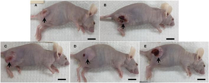 Gross morphology of mice in the negative control group (A), the positive control group (5-FU) (B), and THC:CBD at the dose of 1 mg/kg BW (C), 5 mg/kg BW (D), and 10 mg/kg BW (E), (scale bar = 1 cm). Tumor mass was presented subcutaneously with ulcerated and necrosis in several mice (arrow).