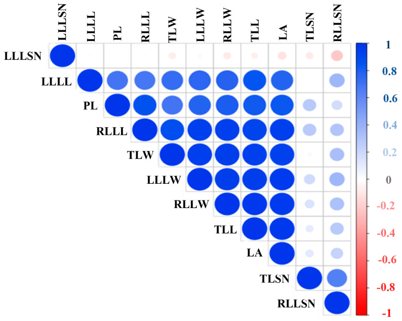 Correlation between cannabis leaf-related morphological traits and ploidy levels. LA: leaf area; LLLL: left lateral leaflet length; LLLSN: left lateral leaflet serration number; LLLW: left lateral leaflet width; PL: ploidy level; RLLL: right lateral leaflet length; RLLSN: right lateral leaflet serration number; RLLW: right lateral leaflet width; TLL: terminal leaflet length; TLSN: terminal leaflet serration number; TLW: terminal leaflet width.