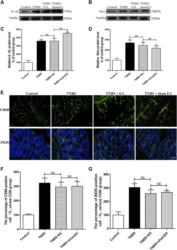 EA’s anti-inflammatory effects on TNBS-treated mice is mediated by CB2 receptors. (A–D) Representative western blot images show the protein level of IL-1β (A) and iNOS (B) in the colon tissues. Summary data show the relative protein levels of IL-1β (C) and iNOS (D) in the colon tissues. (E) Representative images of immunofluorescence labeled with anti-CD68 and anti-iNOS antibodies in the colon tissues. Summary data show the number of CD68− (F) and iNOS- (G) positive cells per observation field. Data are expressed as mean ± SEM (n = 6 per group). Scale bar, 50 μm *p < 0.05 versus with Control group, #p < 0.05 versus with TNBS group, +p < 0.05 versus with TNBS + EA group. NS: no significance versus Sham EA group as indicated.