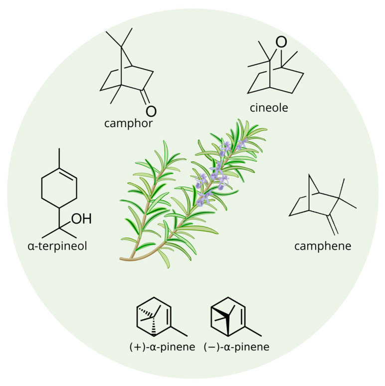 Main components of rosemary EOs.