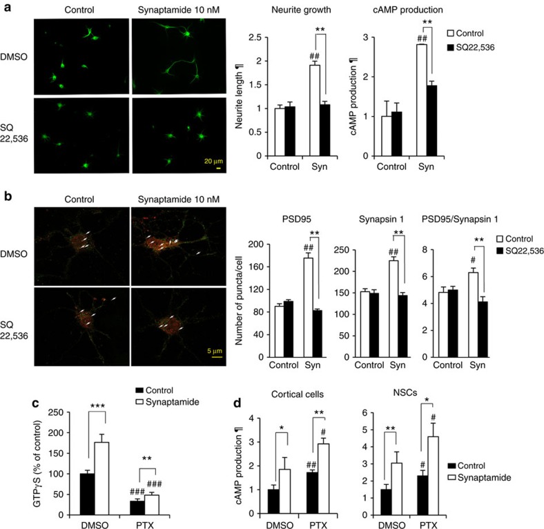 cAMP-dependent induction of neurite outgrowth, synaptogenesis and neurogenesis by synaptamide.In cortical neurons, 10 nM synaptamide (Syn) increased cAMP production, neurite outgrowth (a) and synaptogenesis (b) while pretreatment with SQ22,536 for 30 min prevented these effects. Neurite outgrowth and synaptogenesis were evaluated after treating neurons from day 1 in vitro (DIV1) for 2 or 6 days, respectively, while cAMP production and CREB phosphorylation were determined after stimulating DIV3 neurons with synaptamide for 10 min. Neurons and nuclei were visualized using MAP2 antibody (green) and DAPI (blue). Co-localization analysis of presynaptic marker synapsin1 (red) and postsynaptic marker PSD95 (green) revealed increased synapses (overlapping synapsin1/PSD95 puncta indicated by arrows) by synaptamide treated cortical neurons but not in the presence of SQ22,536 (b). For quantification of synaptic protein puncta, 20 cells were scored per well for 3 wells per each group. Synaptamide at 10 nM induced G-protein activation (c). The [γ-35S] GTP binding was measured after treating NSC membranes with 10 nM synaptamide for 15 min with or without overnight pretreatment with pertussis toxin (PTX, 0.1 μg ml−1). While expected increases in cAMP production were observed after PTX pretreatment of cortical cells or NSCs, synaptamide remained capable of increasing cAMP (d). Values are expressed as means±s.e.m. of biological triplicates (n=3), representing three independent experiments. Statistical analysis was performed using unpaired Student t-test. #P<0.05, ##P<0.01, ###P<0.001, *P<0.05, **P<0.01, ***P<0.001 in comparison with the corresponding control. ¶, relative to control. Scale bars, 20 μm (a) and 5 μm (b).