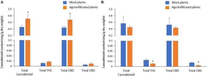 Comparison of cannabinoid contents between mock and agroinfiltrated plants in CBDAS overexpressed female flowers (A) and THCAS silenced female flowers (B). The cannabinoid contents were quantified with HPLC. Data is presented as mean ± S.E. *Indicates statistically significant differences at P < 0.05 compared with mock plants, according to the statistical analysis in paired t-tests.
