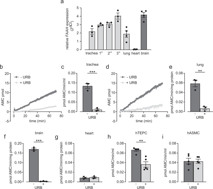 FAAH activity can be detected in mouse lung.a Analysis of FAAH expression in different generations of C57BL/6J mouse airways (trachea, 1st, 2nd, 3rd airway generation n = 3), lung (n = 4), heart (n = 4), and brain (n = 4) demonstrates high FAAH levels. Organs were derived from independent animals. b, c FAAH activity can be found in C57BL/6J mouse trachea, original graph (b), statistical analysis (c) (n = 3 independent animals), unpaired two-tailed Student’s t test ***p = 7.0 × 10−4. d, e FAAH activity can be also found in C57BL/6J mouse lung tissue, original graph (d), statistical analysis (e) (n = 3 independent animals), unpaired two-tailed Student’s t test **p = 0.0023). f, g Analysis demonstrates high FAAH activity in mouse brain (positive control, f) but not in mouse heart (negative control, g) (n = 3 independent animals), unpaired two-tailed Student’s t test ***p = 3.3 × 10−6 (f). h, i In human cells FAAH activity can be detected in hTEPC (h) but not in hASMC (i) (n = 5 independent samples), unpaired two-tailed Student’s t test **p = 0.0013 (h); URB597 (URB, 10 µM). All data are presented as mean values ± SEM, 7-amino-4-methylcoumarin (AMC). Source data are provided as a Source Data file.