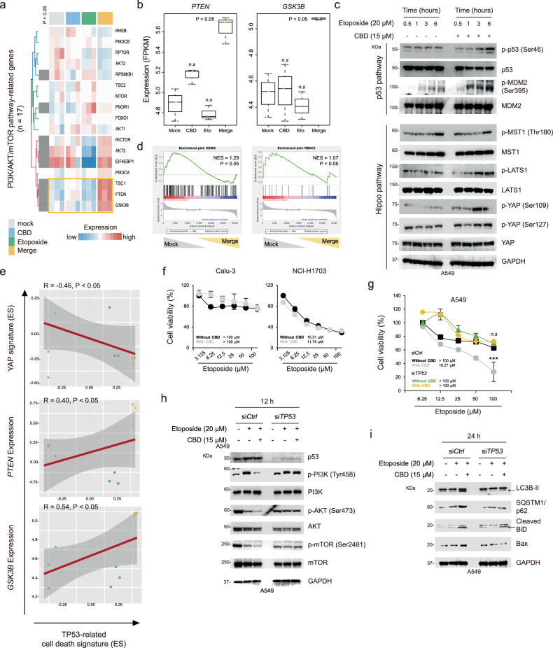 Autophagic cell death induced by combination treatment is associated with the LATS1–p53–PTEN axis.a Supervised clustering heat map displaying the PI3K–AKT–mTOR-related genes (n = 17) associated with cell death across the groups, with each relevant gene indicated. b Box plots showing the expression of PTEN and GSK3B. Statistical significance is indicated (versus mock; P < 0.05; Student’s t-test). c Western blot analysis of phospho-p53 (Ser46), p53, phospho-MDM2 (Ser395), MDM2, phospho-MST1 (Thr180), MST1, phospho-LATS1 (Thr1079), LATS1, phospho-YAP (Ser109 and Ser127) and YAP, normalized to GAPDH. d GSEA results showing the enrichment of mTOR pathway-related signatures (KEGG and REAC). e Correlations between p53-related cell death signature and YAP signature, PTEN expression and GSK3B expression. f Point plots displaying cell viability at the indicated dose in Calu-3 and NCI-H1703 cells for 48 h. g A point plot showing cell viability at the indicated dose in A549 cells treated with control siRNA and siTP53 for 48 h. Statistical significance is indicated (versus siCtrl; ***P < 0.001; Student’s t-test). h, i Western blot analysis of phospho-p53 (Ser46), p53, phospho-PI3K (Tyr458), PI3K, phospho-AKT (Ser473), AKT, phospho-mTOR (Ser2481), mTOR, LC3B, SQSTM1/p62, cleaved BiD and Bax, normalized to GAPDH.