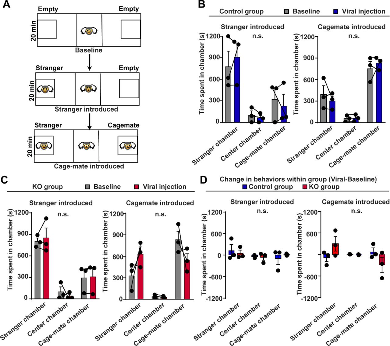 Unaffected social behavior in three-chamber social test after CB1R knockout in the amygdala of adult marmosets.A, Paradigm of three-chamber social test in marmosets. B, Three-day average of time spent in different chambers during stranger introduced period (left) and cage-mate introduced period (right) in control group. n = 3, Two-way ANOVA, F(2,6) = 0.7025, P = 0.5320 (left); F(2,6) = 0.8705, P = 0.4657 (right).C, Three-day average of time spent in different chambers during stranger introduced period (left) and cage-mate introduced period (right) in KO group. N = 3, Two-way ANOVA, F(2,6) = 0.6798, P = 0.5419 (left); F(2,6) = 3.123, P = 0.1176 (right). D, Comparison of changes in social behavior during stranger introduced period (left) and cage-mate introduced period (right) between control and KO groups. n = 3, Two-way ANOVA, F(2,6) = 0.2880, P = 0.7596 (left); F(2,6) = 2.211, P = 0.1908 (right). n.s., not significant; data are mean ± SEM.Source data were provided in figure 4-source data 2