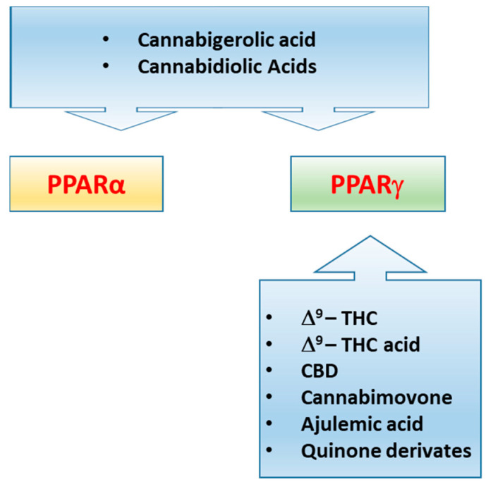 Representative illustration showing the different ability of some plant cannabinoids, ajulemic acid and quinone derivatives to activate PPARα and/or PPARγ.