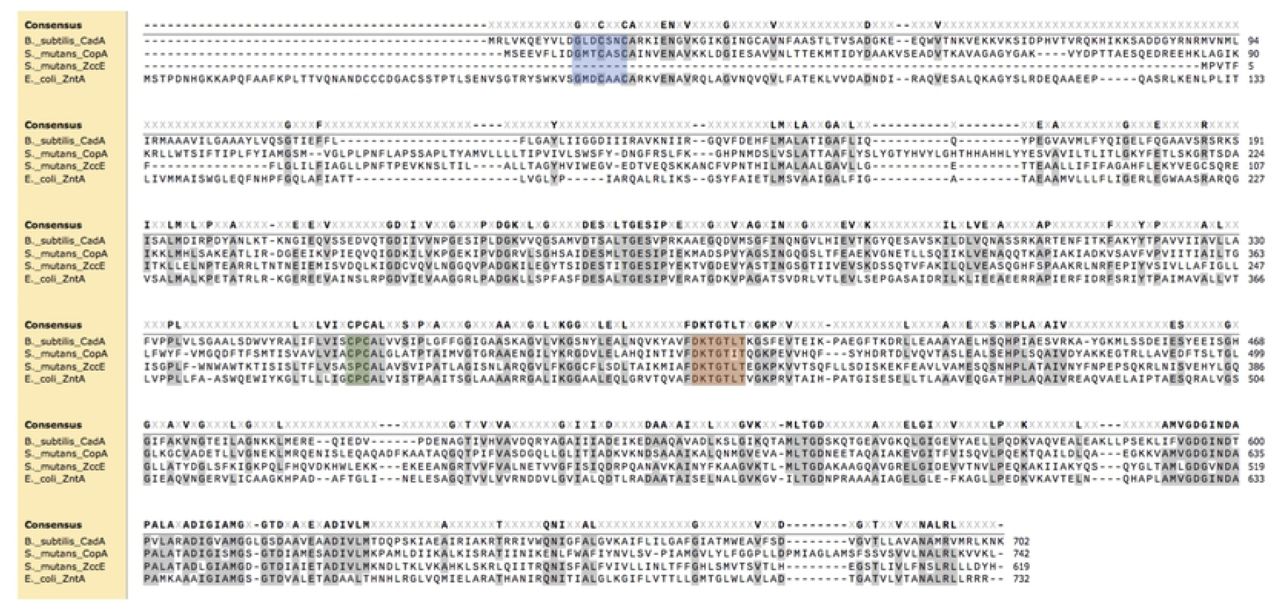 Amino acid sequence alignment of S. mutans P-type ATPases Smu2057c (ZccE) and CopA and P-type ATPases that confer Zn tolerance to B. subtilis (CadA) and E. coli (ZntA). Blue shade depicts the N-terminal metal binding motif that is absent in ZccE, green shade depicts the metal binding ‘CPC’ motif, and the orange shade indicates the conserved phosphorylation site for ATPase activity.
