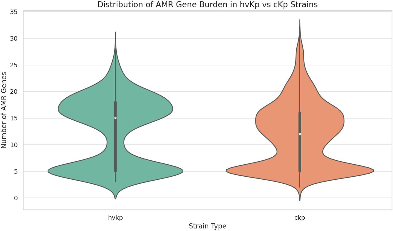Distribution of AMR gene burden in hvKp vs cKp strains.Violin plot comparing the number of acquired AMR genes between hypervirulent (hvKp) and classical (cKp) K. pneumoniae isolates. While both lineages carry resistance genes, hvKp strains tend to exhibit a bimodal distribution with a lower median AMR burden compared to cKp.