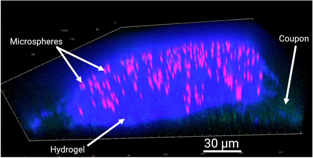 Labelled Microcap from Characterization Image.Red channel: fluorescent polystyrene microspheres (carboxyl-modified). Blue channel: CW-stained nanocellulose hydrogel. Green-channel: polycarbonate coupon-microcap interface.