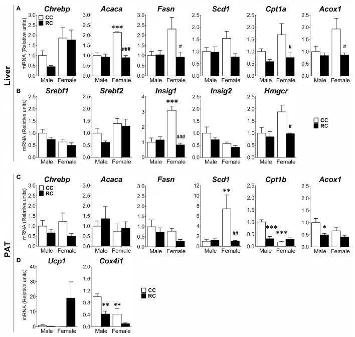 Effect of prenatal caloric restriction on the gene expression of enzymes and regulators of the lipogenesis (Chrebp, Acaca, Fasn, Scd1), fatty-acid β-oxidation (Cpt1a/b, Acox1), cholesterol metabolism (Srebf1/2, Insig1/2, Hmgcr), and thermogenesis/mitochondria respiration (Ucp1, Cox4i1) in the liver (A,B) and/or perirenal adipose tissue (PAT) (C,D) of male and female offspring at adulthood. Values are expressed as means ± S.E.M. Bonferrroni post-hoc test: */**/***P < 0.05/0.01/0.001 vs. CC males; #/##/###P < 0.05/0.01/0.001 vs. CC females.
