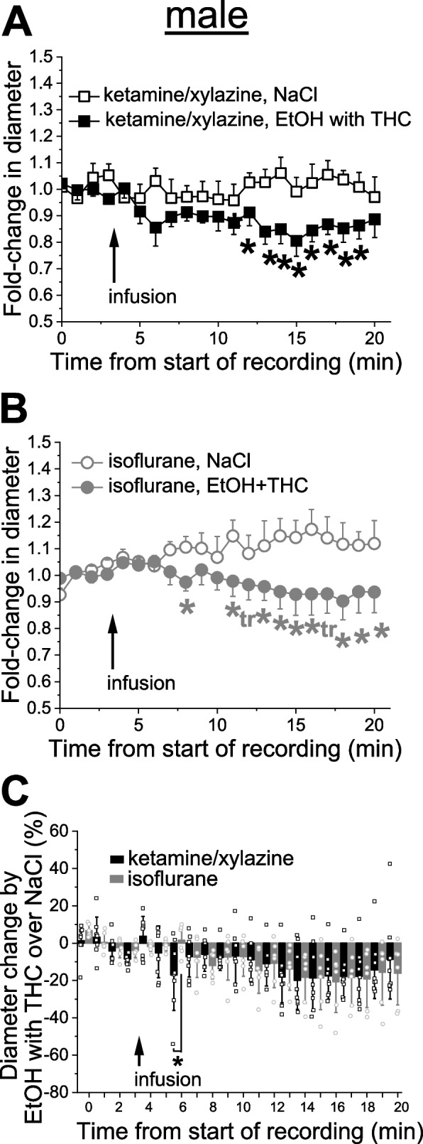 Anesthetics largely fail to alter effect of simultaneous application of alcohol with THC on cerebral arteriole diameter in male rats. A Averaged fold-change in male pial arteriole diameter as a function of time following carotid artery infusion of 0.9% NaCl (saline) under KX anesthesia (n = 8) or 50 mM EtOH with 42 nM THC under KX (n = 11). Asterisks (*) reflect statistically significant difference between saline and 50 mM EtOH with 42 nM THC groups with 0.025 ≤ p ≤ 0.031 by 1-tail Mann–Whitney test. B Averaged fold-change in male pial arteriole diameter as a function of time following carotid artery infusion of 0.9% NaCl under isoflurane (n = 6), and 50 mM EtOH with 42 nM THC under isoflurane (n = 6). Asterisks (*) reflect statistically significant difference between saline and 50 mM EtOH with 42 nM THC groups with 0.013 ≤ p ≤ 0.0465 by 1-tail Mann–Whitney test. tr: statistical trend with 0.05 ≤ p ≤ 0.10 by 1-tail Mann–Whitney test. C Scattered graph showing effect of simultaneous application of 50 mM EtOH with 42 nM THC on male pial cerebral arteriole diameter in male rats under ketamine versus isoflurane anesthesia. Each datapoint within each group was normalized to averaged effect of 0.9% NaCl at the same time-point within respective group. Asterisk depicts statistically significant differences with p = 0.0145 by 1-tail Mann–Whitney test