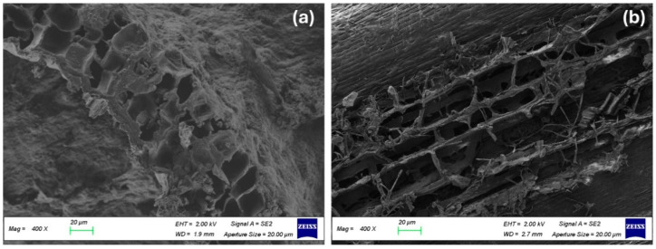 SEM images of (a) Brewers’ Spent Grain and (b) hemp shives.