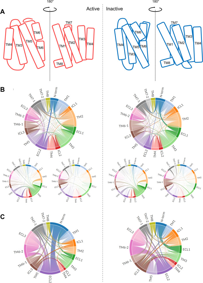 The interaction energies among helices and loops of CB1. (A) Simplified relative position of helices for active and inactive CB1. (B) The pairwise interaction among helices and loops of wildtype CB1. Especially, the pairwise interactions for TM3 and TM6 in which the toggle switch is located are separately presented. (C) The energetic changes for pairwise interaction after the mutation.