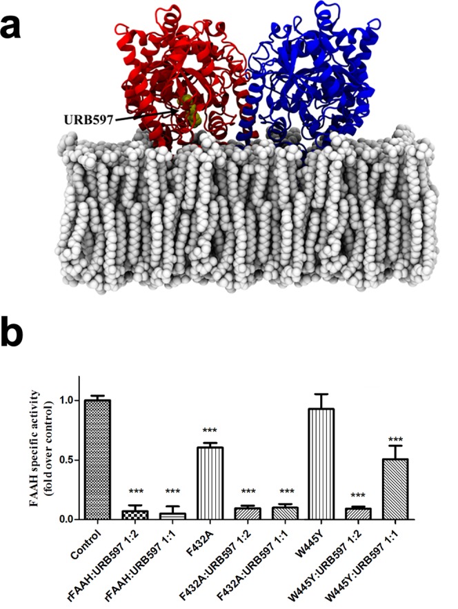 Inhibition of rFAAH and its mutants by URB597 at different molar ratio. (a) Schematic model of rFAAH where the URB597 molecule is highlighted in balls and stick within the active site of one subunit of the enzyme; (b) from left to right: wild-type rFAAH, rFAAH F432A mutant, and rFAAH W445Y mutant specific activities in the presence of URB597 at 1:2 and 1:1 homodimer:inhibitor molar ratios. ***p < 0.0001.