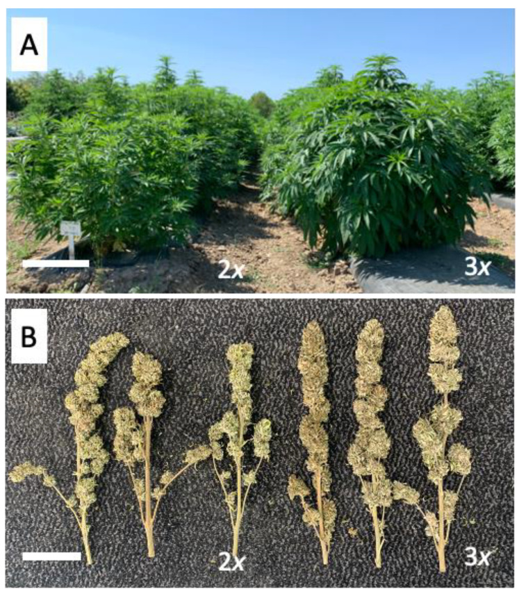 Whole-plant and inflorescence architectures of diploid and triploid hybrid C. sativa plants in the field. (A) Plants 60 days following transplant growing in the field. Diploid plants are on the left and triploid plants are on the right. Bar = 30 cm. (B) Dried terminal inflorescences of three diploid (left) and three triploid C. sativa plants (right). Bar = 10 cm.