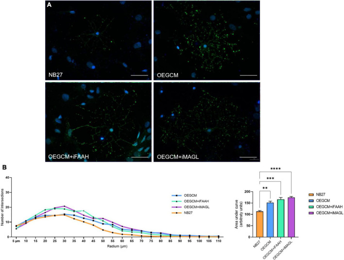 OEGCM from cultures treated with FAAH or MAGL inhibitors do not exert effects over the complexity of oligodendrocytes process branching assessed by O4 marker. In panel (A), representative immunocytochemistry of the O4-positive cells in green and cell nuclei in blue (DAPI). Magnification of 40x, scale bar: 20 μm. In panel (B), the area under the curve calculates the number of intersections in every 0.5 μm radium in each Sholl circle. Data is presented as mean ± SD, statistical analysis of AUC was performed using One-way ANOVA and Tukey’s as post hoc test. N = 4 for all experimental conditions, p = 0.0030 for NB27 vs. OEGCM, p = 0.0002 for NB27 vs. OEGCM + iFAAH, p < 0.0001 for NB27 vs. OEGCM + iMAGL, p = 0.3240 for OEGCM vs. OEGCM vs. OEGCM + iFAAH, p = 0.0733 for OEGCM vs. OEGCM + iMAGL. **p < 0.01, ***p < 0.001, and ****p < 0.0001.
