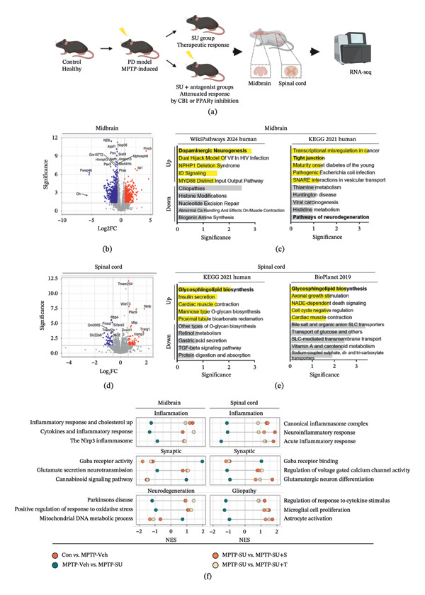 Transcriptomic analysis of the effects of SUEHP in the midbrain and spinal cord of MPTP‐treated mice. (a) Schematic overview of the experimental groups. Midbrain and spinal cord tissues were collected for transcriptomic analysis. (b, c) Volcano plots of DEGs in the midbrain and spinal cord, respectively. Genes with fold change > 1.5 and adjusted p < 0.05 are indicated in red (upregulated) or blue (downregulated). Significance is represented as −log10 (adjusted p). (d, e) ORA of upregulated (yellow) and downregulated (gray) DEGs was performed using EnrichR with the WikiPathways 2024 Human, KEGG 2021 Human, and BioPlanet 2019 databases. Top five enriched pathways for each direction are shown for the midbrain and spinal cord, respectively. The significance of enrichment was quantified as −log10 (p‐value). (f) GSEA summarizes functional categories: inflammation, synaptic, and neurodegeneration modules in the midbrain and inflammation, synaptic, and gliopathy modules in the spinal cord. Bubble size reflects −log10(FDR), and horizontal position indicates the NES. Abbreviations: DEG, differentially expressed gene; GSEA, gene set enrichment analysis; NES, normalized enrichment score; ORA, over‐representation analysis; experimental groups: Con, saline control + saline injection at GB34; MPTP‐Veh, MPTP + saline injection at GB34; MPTP‐SU, MPTP + SUEHP injection at GB34; MPTP‐SU + S, MPTP + SUEHP injection at GB35 with SR141716A pretreatment; MPTP‐SU + T, MPTP + SUEHP injection at GB34 with T0070907 pretreatment.