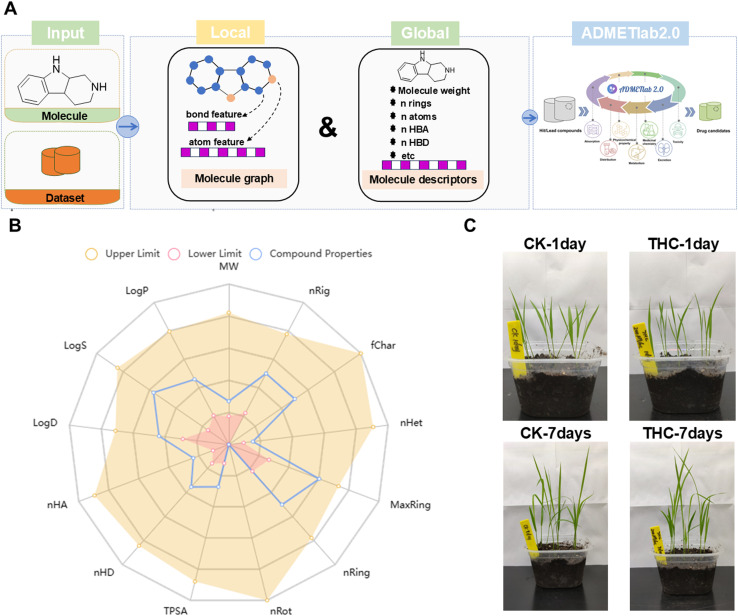 (A) The fundamental framework of the ADMETlab assessment. (B) The physicochemical property of THC. (C) Phytotoxicity assessment of THC at the concentrations of 200 µg mL−1.
