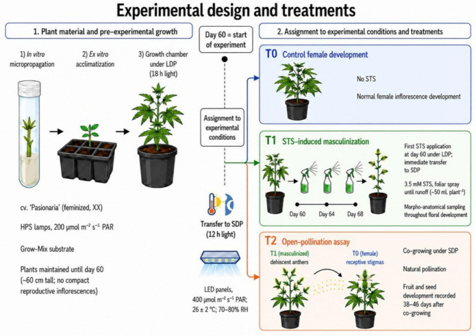 Experimental design and treatments. Schematic representation of plant material preparation, pre-experimental growth under long-day photoperiods (LDPs), change to short-day photoperiods (SDPs) at day 60, assignment to experimental conditions, control female development (T0), STS-induced masculinization treatment (T1), and open-pollination assay (T2).