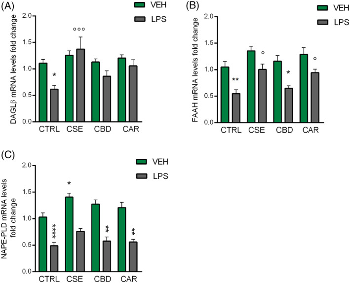 RT‐qPCR analysis of DAGL‐β (A) FAAH (B) and NAPE‐PLD (C) transcripts in BV‐2 cells following the CSE, CBD, and CAR (1 μg/ml) treatments in unstimulated and LPS‐stimulated BV‐2 cells (250 ng/ml). Each column represents mean ± SEM. Data were analyzed by one‐way analysis of variance followed by Tukey: *p < .05, **p < .01, ****p < .0001 versus CTRL group; °p < .05, °°°°p < .0001 versus LPS (n = 10). CAR, β‐caryophyllene; CBD, cannabidiol; CSE, Cannabis sativa extract; DAGL, diacylglycerol lipase; FAAH, fatty acid amide hydrolase; LPS, lipopolysaccharide; NAPE‐PLD, N‐acyl phosphatidylethanolamine phospholipase d ; SEM, standard error of the mean