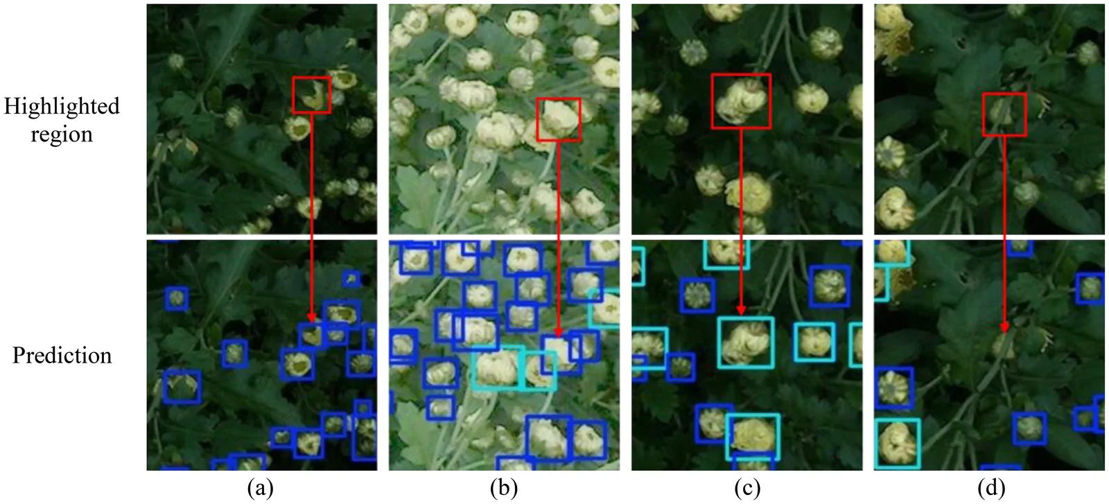 Composite figure showing four pairs of images demonstrating object detection failure cases in flower clusters. Highlighted regions in the top row are matched with prediction results below. Failure sources include occlusion, overexposure, overlapping flowers, and severe occlusion, each labeled (a) through (d). Blue and cyan boxes indicate detected and missed regions.