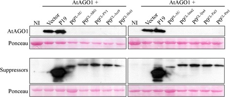 Accumulation of a Myc-tagged version of the A. thaliana AGO1 protein transiently expressed in N. benthamiana leaves in the presence or absence of P0 proteins. Myc-tagged versions of cotton leafroll dwarf virus P0s (P0CL-ARG, P0CL-PV1, P0CL-Acr9, P0CL-Hol1, P0CL-Ima2, P0CL-Ipa4, P0CL-Pal3 or P0CL-Pm1) and potato leafroll virus P0 (P0PL-AU) were used in the assay. Non-infiltrated plants (NI) were used as negative controls and AtAGO1 infiltrated with the empty vector or with a Myc-tagged P19 were used as positive controls. Membranes were probed with anti-Myc antibodies. Ponceau staining was used as a loading control. All co-infiltrations were performed in the presence of P19 (without tag) to stabilize mRNA Agrobacterium-mediated experiments