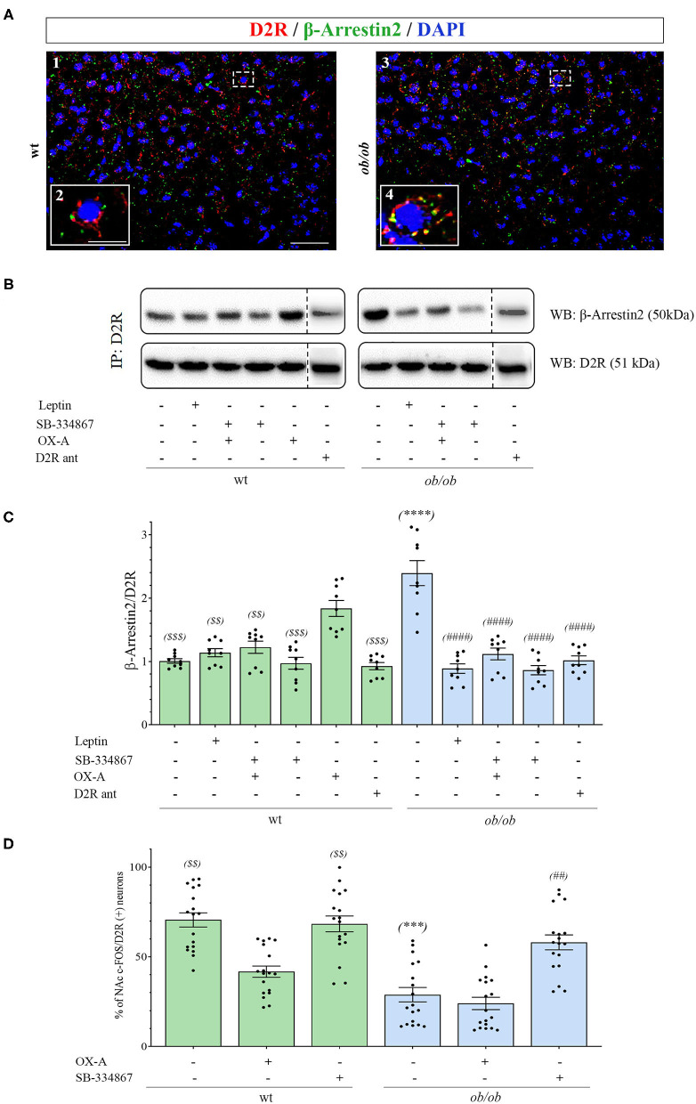(A) Confocal microscopy showing D2R (red) and β-arrestin2 (green) immunoreactivities in neurons of NAc in wt (A1) and ob/ob mice (A3). Note the high D2/β-arrestin2 colocalization (yellow) in ob/ob mice in comparison to wt mainly at the plasmatic membrane as revealed by the high magnification of a representative cell in the dotted boxed area in A1 and A3 and depicted in the respective inset as A2 and A4. Images are representative of n ≥ 6 mice per group. [Scale bar: scale bar: 60 μm (A1 and A3), 30 μm (A2 and A4)]. (B) Representative immunoblots from D2R/β-arrestin2 co-immunoprecipitation assays from the NAc of wt and ob/ob mice. OX-A treatment (40 μg/kg, i.p., 2 h) in wt mice strongly increased the formation of the D2R/β-arrestin2 complex in comparison to vehicle-treated mice. In ob/ob mice the binding of D2R to β-arrestin2 was sensitive to treatment with leptin (5 mg/kg, i.p., 2 h) and SB-334867 (60 mg/kg, i.p., 3 h). (C) Densitometric analysis of the D2/β-arrestin2 complex. Data are means ± SEM from n = 8 mice/genotype per group; $$P < 0.005, $$$P < 0.001 wt+vehicle or wt treated vs. wt+OX-A mice; ****P < 0.0001 ob/ob vs. wt mice; ####P < 0.0001 ob/ob treated vs. ob/ob+vehicle mice; one-way ANOVA with Bonferroni post hoc (D) Percentage of c-Fos/D2R positive neurons in the NAc of wt and ob/ob mice with or without SB-334867 injection (i.p., 3 h, 30 mg/kg, for wt and 60 mg/kg for ob/ob mice), or OX-A treatment (40 μg/kg, i.p., 2 h). Data are means ± SEM for n ≥3 sections/mouse, n = 6 mice/genotype per group; $$P < 0.005 wt+vehicle or wt+SB-334867 vs. wt+OX-A mice; ***P < 0.001 ob/ob vs. wt mice; ##P < 0.005 ob/ob+SB-334867 vs. ob/ob+vehicle mice; two-way ANOVA followed by post hoc Tukey test.
