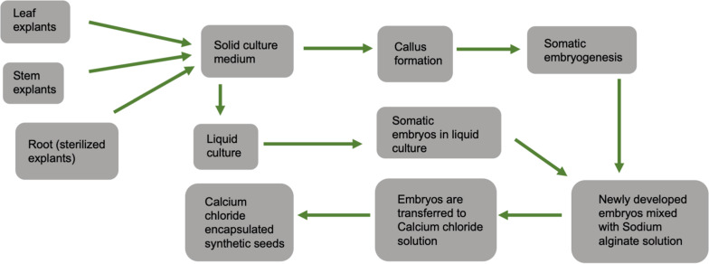 General schematic diagram showing steps for calcium chloride encapsulated synthetic seed production.
