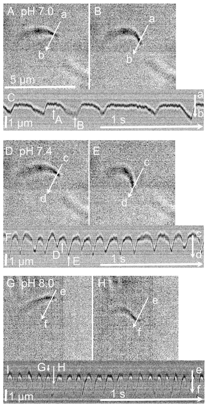 Effects of pH on isolated cilia reactivated by ATP (2.5 mM) plus 8Br-cAMP (10 µM). The addition of ATP plus 8Br-cAMP reactivated the repeated beating. As the pH increased from 7.0 to 8.0, the CBF and CBD increased in the isolated cilia reactivated by ATP plus 8Br-cAMP. (A–C) pH 7.0. Panels (A,B) show the start and end of the effective stroke. Panel (C) shows the changes in the light intensity on the line (a–b) marked on the cilium in the frame images (panels (A,B)). The changes shown in panels (A,B) are indicated by the white arrows A and B, respectively. (D–F) pH 7.4. Panels (D,E) show the start and end of the effective stroke. Panel (F) shows the changes in the light intensity on the line (c–d) marked on the cilium in the frame images (panels (D,E)). The changes shown in panels (D,E) are indicated by the white arrows D and E. (G–I) pH 8.0. Panels (G,H) show the start and end of the effective stroke. Panel (I) shows the changes in the light intensity on the line (e–f) marked on the cilium in the frame images (panels (G,H)). The changes shown in panels (G,H) are indicated by the white arrows G and H. The CBF and CBD of the isolated cilia reactivated by ATP plus 8Br-cAMP were enhanced by the increase in pH.