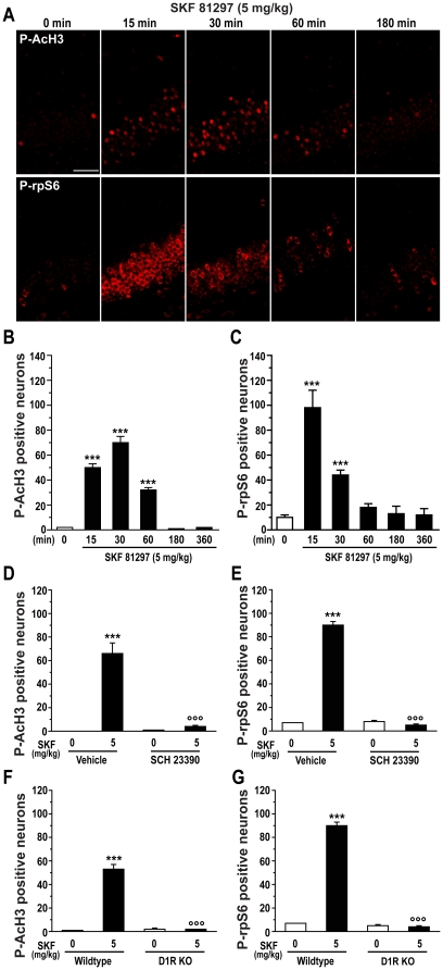 SKF 81297 induces histone H3 phospho-acetylation and rpS6 phosphorylation in the dentate gyrus.(A) Single confocal sections showing immunofluorescence detection of phospho-Ser10-acetyl-Lys14 histone H3 (P-AcH3, upper panel) and phospho-rpS6 (P-rpS6, lower panel) in mice treated with vehicle or SKF 81297 (5.0 mg/kg, i.p.). Scale bar: 40 µm. (B and C) Quantification of P-AcH3 and P-rpS6 immunoreactive neurons in time course study performed in mice treated with vehicle or SKF 81297 (5.0 mg/kg, i.p.). Data (means ± SEM; n = 3 mice per group) were analyzed using one-way ANOVA: P-AcH3 (F(5,12) = 148.78; p<0.001); P-rpS6 (F(5,20) = 33.45; p<0.001). (D and E) Quantification of P-AcH3 and P-rpS6 immunoreactive neurons after pharmacological antagonism with the D1-like family antagonist SCH 23390 (0.15 mg/kg, i.p.). Data (means ± SEM; n = 4 mice per group) were analyzed using two-way ANOVA: P-AcH3, effect of SKF 81297 (F(1,9) = 67.38; p<0.001), SCH 23390 (F(1,9) = 55.25; p<0.001), interaction (F(1,9) = 57.04; p<0.001); P-rpS6, effect of SKF 81297 (F(1,7) = 352.36; p<0.001), SCH 23390 (F(1,7) = 383.77; p<0.001), interaction (F(1,7) = 402.32; p<0.001). (F and G) Quantification of P-AcH3 and P-rpS6 immunoreactive neurons in wildtype and D1R knock out (D1R KO) mice treated with vehicle or SKF 81297 (5.0 mg/kg, i.p.). Data (means ± SEM; n = 2–4 mice per group) were analyzed using two-way ANOVA: P-AcH3, effect of genotype (F(1,8) = 56.01; p<0.001), treatment (F(1,8) = 59.37; p<0.001), interaction (F(1,8) = 58.24; p<0.001); P-rpS6, effect of genotype (F(1,6) = 360.91; p<0.001), treatment (F(1,6) = 313.63; p<0.001), interaction (F(1,6) = 321.28; p<0.001). Bonferroni-Dunn test: *** p<0.001 vehicle vs. SKF 81297, °°° p<0.001 vehicle vs. SCH 23390 or wildtype vs. D1R KO.