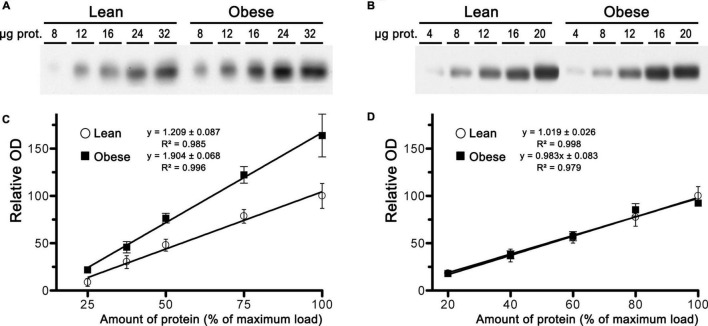 Expression analysis of CB1 receptor in samples of crude membranes from medial prefrontal cortex and neocortex of lean and obese Zucker rats. (A,B) Representative images of CB1 receptor immunoblots using increasing amounts of total protein in crude membranes of mPCx (A) and NCx (B) from lean and obese Zucker rats. (C,D) Linear regression analyses of the relative optical density (OD) measurements of CB1-immunoreactivity in crude membranes of mPCx (C) and NCx (D) from lean (°) and obese (∙) Zucker rats. The correlation coefficients are provided. Data presented are means ± SEM of four independent experiments.